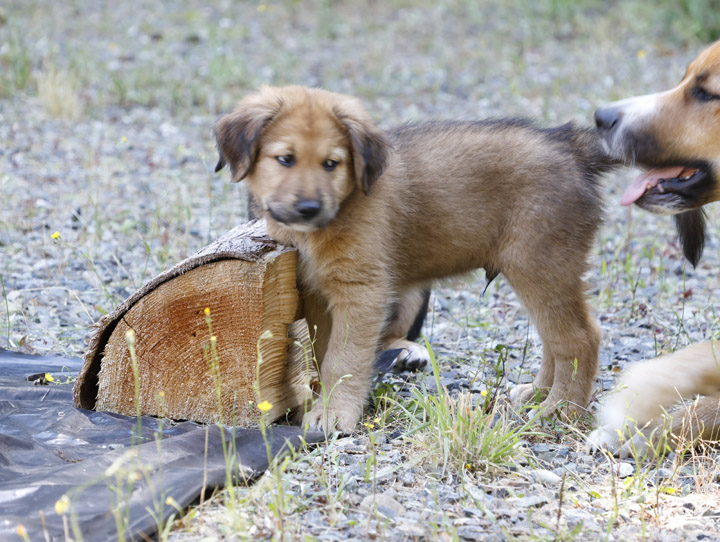 chinook dog